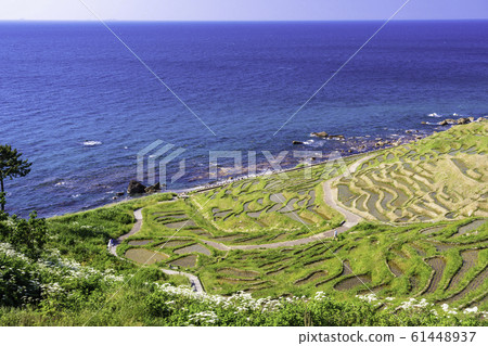 完成水稻種植的白米senmaida（石川縣） 61448937