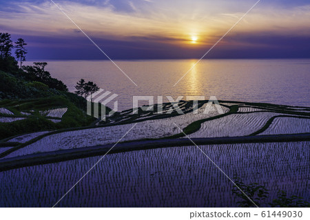 (Ishikawa Prefecture) Succeeding rice planting, white rice senmaida, setting sun 61449030