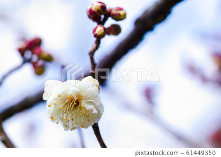 一朵終於開花的花 61449350