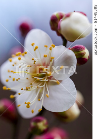 冬至李子 冬至李子 61449398