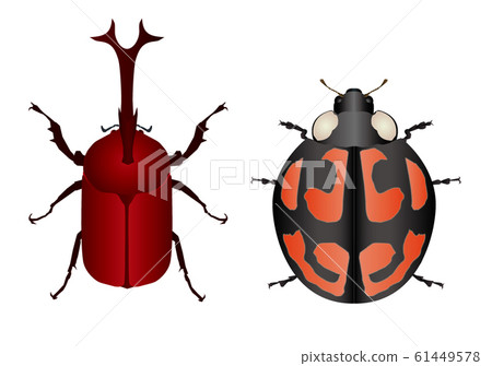 甲蟲和瓢蟲 61449578