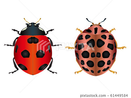 Ladybird and Ladybird 61449584