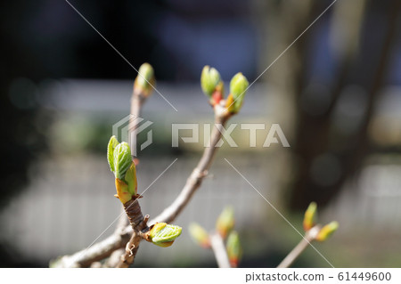 Spring bud of Iwagarami moonlight 61449600