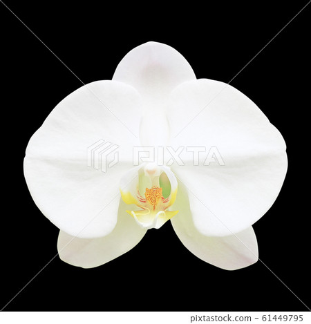 White orchid flower isolated on black background White orchid flower isolated on black background 61449795