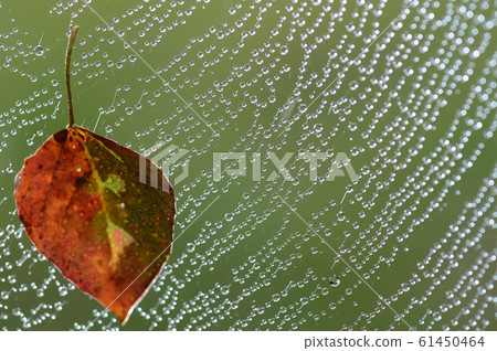 Spider web Spider web 61450464