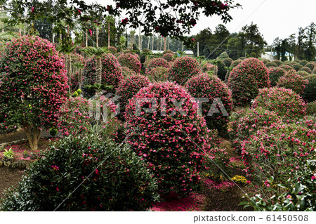 山茶，濟州冬柏植物園，西歸浦市，濟州島，韓國 61450508