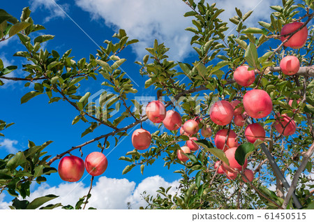 [Aomori Tsugaru apple orchard] Tsugaru's bright red apples are the best in Japan. Coloring at the end of wrapping 61450515