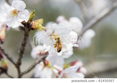 Sakura and a honey bee Sakura and a honey bee 61450567