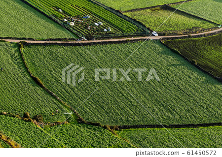 Field, Doosan Bong, Malemoreum, Seongsan-eup, Seogwipo, Jeju Island, South Korea Field, Doosan Bong, Malemoreum, Seongsan-eup, Seogwipo, Jeju Island, South Korea 61450572