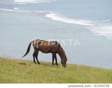 Yonaguni Island (Yonaguni Horse) Yonaguni Island (Yonaguni Horse) 61450736
