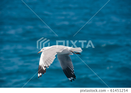 海鷗的飛行 海鷗的飛行 61451254