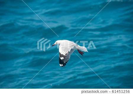 海鷗的飛行 海鷗的飛行 61451256