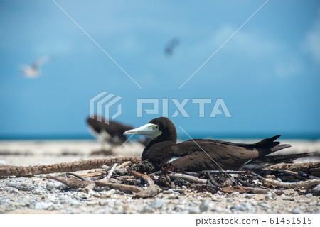 Gannet ecology Gannet ecology 61451515