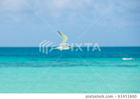 海鳥的飛行 海鳥的飛行 61451600