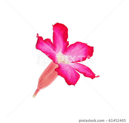 Azalea flowers isolated on white background. 61452405