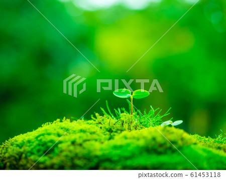 植物幼苗 61453118