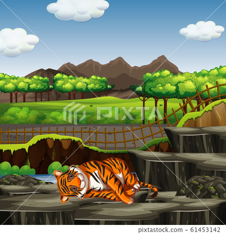 Zoo scene with one tiger 61453142