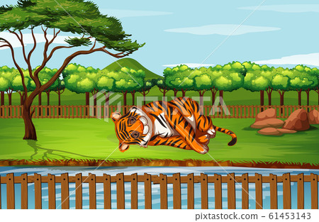 Scene with tiger at the zoo 61453143