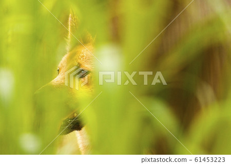 Australian dingo pup 61453223