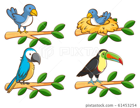 Four types of birds on the branch Four types of birds on the branch 61453254