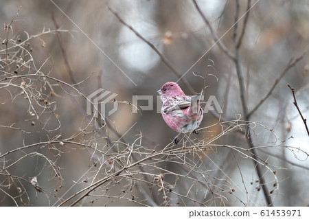 Freshwater fish Freshwater fish 61453971