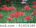 Higanbana flower bamboo flower language "Look forward to the day we meet again" 61454180