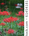 Higanbana flower bamboo flower language "Look forward to the day we meet again" 61454181