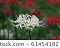 Higanbana flower bamboo flower language "Look forward to the day we meet again" 61454182