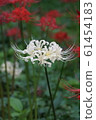 Higanbana flower bamboo flower language "Look forward to the day we meet again" 61454183