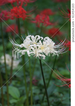 Higanbana flower bamboo flower language "Look forward to the day we meet again" 61454183