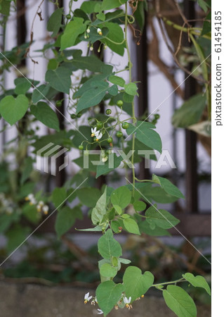 花語是“真相” 61454185