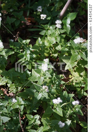 Maruha Fuji Hakama Maruba Fujibakama Hana language is hesitant 61454187