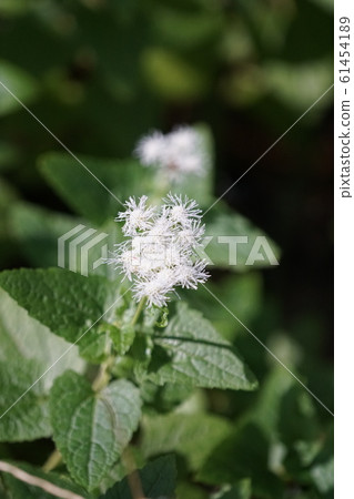 Maruha Fuji Hakama Maruba Fujibakama Hana語言很猶豫 61454189