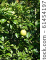 Lemon lemon fruit 61454197