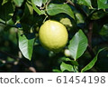 Lemon lemon fruit 61454198