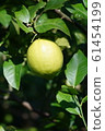 Lemon lemon fruit 61454199