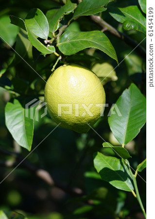 Lemon lemon fruit 61454199