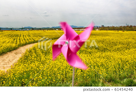 Yuchae Canola Flower Festival in Daejeo Ecological Yuchae Canola Flower Festival in Daejeo Ecological 61454240