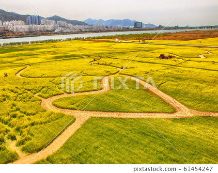 Yuchae Canola Flower Festival in Daejeo Ecological 61454247