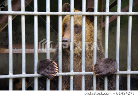 Hokkaido Showa Shinzan Kuma Farm 61454275