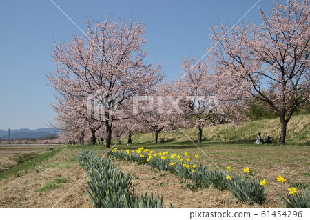 Sakado City Anko cold cherry blossoms Sakado City Anko cold cherry blossoms 61454296