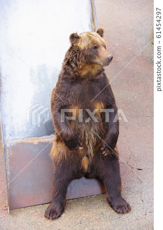 Hokkaido Showa Shinzan Kuma Farm 61454297