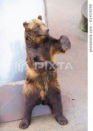 Hokkaido Showa Shinzan Kuma Farm 61454299