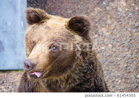 北海道昭和新山久磨農場 61454305