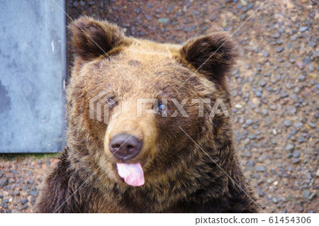 Hokkaido Showa Shinzan Kuma Farm 61454306