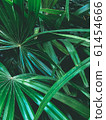Green vegetation in a tropical garden 61454666