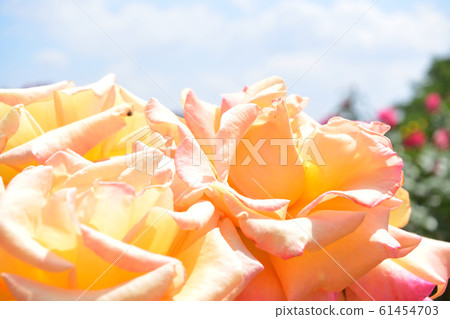 天空和橙色玫瑰蒙娜麗莎 61454703