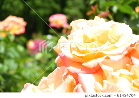 橙色玫瑰蒙娜麗莎查找 61454704