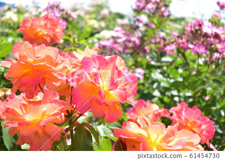 橙玫瑰@湯尼爾·安妮·弗蘭克湯 61454730