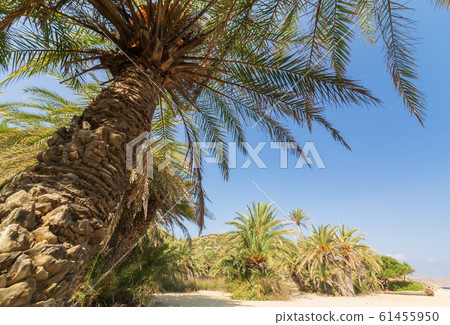 Palms in the beautiful Vai palm beach at eastern part of Crete Palms in the beautiful Vai palm beach at eastern part of Crete 61455950